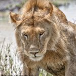 6196 Male Lion, Tanzania