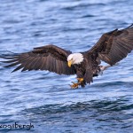 5288 Bald Eagle, Homer, Alaska