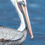 5646 Male Brown Pelican (Pelecanus occidentalis), Bolivar Peninsula), Texas