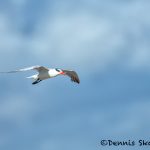 5650 Royal Tern (Thalasseus maximus), Bolivar Peninsula, Texas