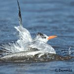 5652 Royal Tern (Thalasseus maximus), Bolivar Peninsula, Texas