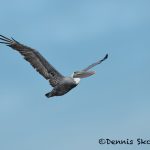 5653 Male Brown Pelican (Pelecanus occidentalis), Bolivar Peninsula, Texas