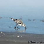 5655 Sanderling (Calidris alba), Bolivar Peninsula, Texas