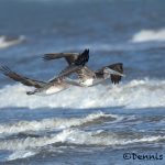 5658 Brown Pelicans (Pelecanus occidentalis), Bolivar Peninsula, Texas