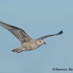 5674 Glaucous Gull (Larus hyperboreus), Bolivar Peninsula, Texas, November