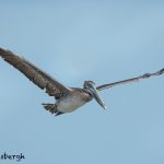 5682 Brown Pelican (Pelecanus occidentalis), Bolivar Peninsula, Texas