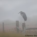 5712 Foggy Morning, Great Blue Heron (Adea herodias), Bolivar Peninsula, Texas