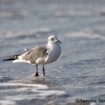 5717 Laughing Gull (Leucophaeus atricilla). Bolivar Peninsula, Texas