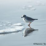 5718 Piping Plover (Charadrius melodus), Bolivar Peninsula, Texas