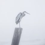 5722 Foggy Morning, Great Blue Heron (Ardea herodias), Bolivar Peninsula, Texas