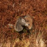 7189 Deer, Glencoe, Scotland