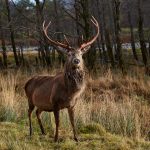7190 Deer, Glencoe, Scotland 1