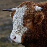 7207 Curly Haired Cow, Scotland