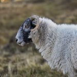 7208 Black-faced Sheep, Scotland