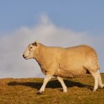 7209 Sheep, Scotland
