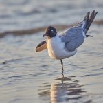 7219 Laughing Gull (Leucophaeus atricilla), Sunrise, Bolivar Peninsula, Texas