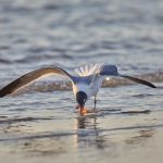 7220 Laughing Gull (Leucophaeus atricilla), Sunrise, Bolivar Peninsula, Texas