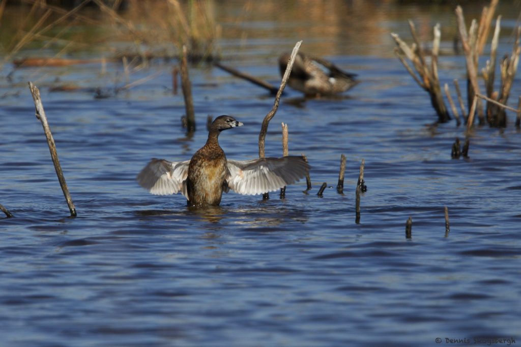 7223 Pied-billed Grebe (Podilymbus podiceps), Anahuac NWR, Texas ...