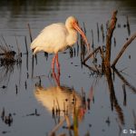 7226 White Ibis (Eudocimus albus), Sunset, Anahuac NWR, Texas