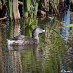 7233 Pied-billed Grebe (Podilymbus podiceps), Anahuac NWR, Texas