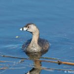 7234 Pied-billed Grebe (Podilymbus podiceps), Anahuac NWR, Texas