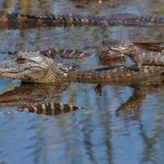 7230 Alligators, Anahuac NWR, Texas