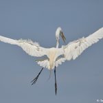 7285 Great Egret (Ardea alba), Mating Display, Smith Oaks Rookery, High Island, TX