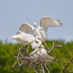 7286 Great Egret (Ardea alba) Family, Smith Oaks Rookery, High Island, TX