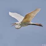 7291 Great Egret (Ardea alba), Smith Oak Rookery, High Island, Texas