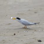 7296 Least Tern (Sternula antillarum), Bolivar Pnninsula, Texas