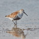 7315 Breeding Male Dunlin (Calidris alpina), San Luis Pass, Galveston Island, Texas