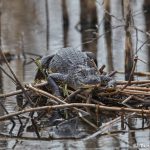 7318 Alligator, Anahuac NWR, Texas