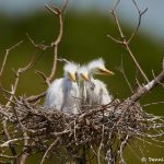 7320 Great Egret Chicks (Ardea alba). Smith Oaks Rookery, High Island, Texas