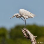 7321 Great Egret (Ardea alba). Smith Oaks Rookery, High Island, Texas