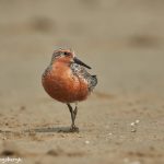 7325 Adult Breeding Red Knot (Calidris canutus), East Beach, Galveston, Texas