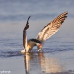 7338 Black Skimmer (Rynchops niger), San Luis Pass, Galveston, Texas