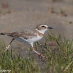 7341 Wilson's Plover (Charadrius wilsonia), East Beach, Galveston, Texas