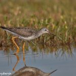 7342 Greater Yellowlegs (Tringa melanoleucea), East Beach, Galveston, Texas