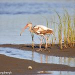 7345 White Ibis (Eudocimus albus) (First Summer), San Luis Pass, Galveston, Texas