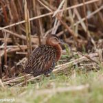 7352 King Rail (Rallus elegans), Anahuac NWR, Texas