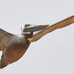 7356 Brown Pelican (Pelecanus erythrorhynchos), Bolivar Peninsula, Texas
