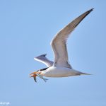 7358 Elegant Tern (Thalasseus elegans), San Luis Pass, Galveston, Texas