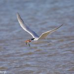 7359 Elegant Tern (Thalasseus elegans), San Luis Pass, Galveston, Texas, San Luis Pass, Galveston, Texas