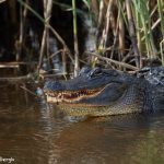 7370 Alligator, Anahuac NWR, Texas