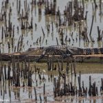 7375 Alligator, Anahuac NWR, Texas