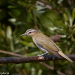 7386 Red-eyed Vireo (Vireo olivaceus), Galveston Island, Texas