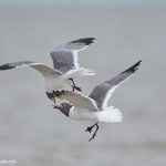 7411 Laughing Gulls Fighting Over Squid, Galveston Island, Texas