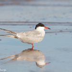 7415 Common Tern (Sterna hirundo), Galveston Island, Texas