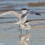 7416 Sandwich Terns (Thalasseus sandvicensis) Mating, Galveston Island, Texas