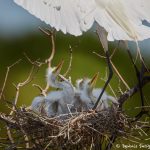 7423 Great Egret Chicks (Ardea alba), Smith Oak Rookery, High Island, Texas